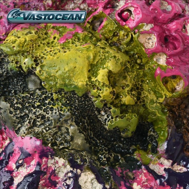 VASTOCEAN аквариумная пещера д – обзор и цена Marine Aquarium Hermit Crab